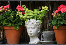 Shabby Chic Plant Pot Shaped As A Greek Statue Sculpture  Womans Head Is Sitting Between Two Clay Pots With Pink Pelargoniums In A Shelf In The Cottage Garden