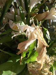 Wall Mural - Dying drooping flowers dry without water white and green