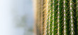 background of a cactus with long spines