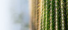 Background Of A Cactus With Long Spines