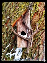 Birdhouse On Moss Covered Tree