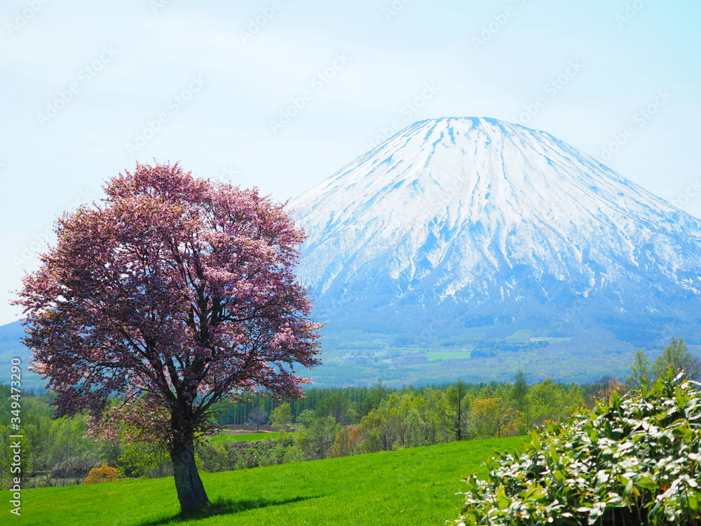 北海道の風景 春の羊蹄山と一本桜 Stock Photo | Adobe Stock