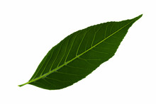 One Green Leaf Of Common Ash Is Isolated On The White Background Underside Of The Leaf