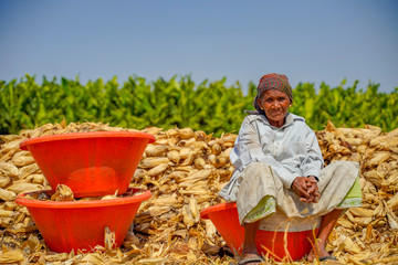 indian old woman harvesting corn at agriculture field