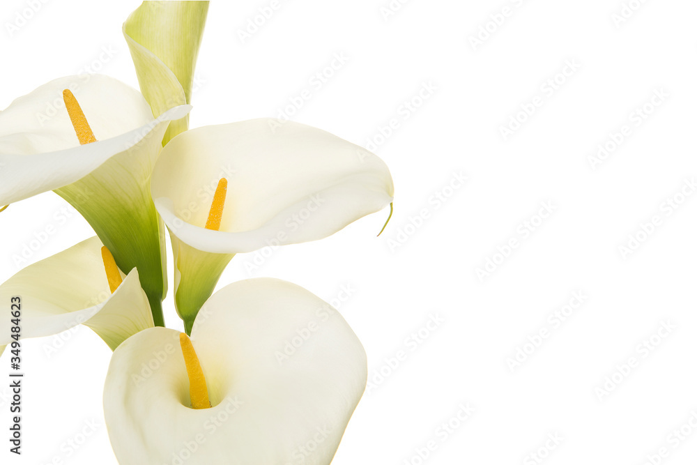 Close-up of a bouquet blooming calla lilly flowers isolated on a white background with copy space - obrazy, fototapety, plakaty 
