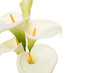 Close-up of a bouquet blooming calla lilly flowers isolated on a white background with copy space