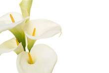 Close-up Of A Bouquet Blooming Calla Lilly Flowers Isolated On A White Background With Copy Space