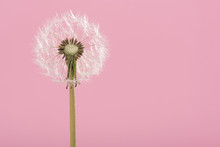 Blowball Dandelion On A Pink Background With Space For Copy