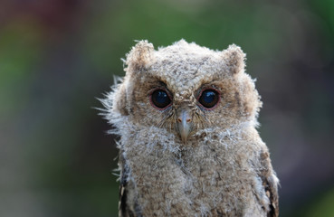 close up baby scops owl with blurry background