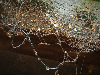 spider web with dew drops