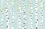 Birch forest background. Spring birch green young leaves spotty bark on tree black vector spots white trunk, romantic seasonal park april grove background revived spring.