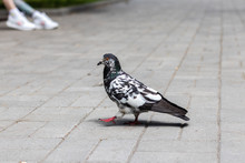 Black And White Pigeon Walking Along The Pavement