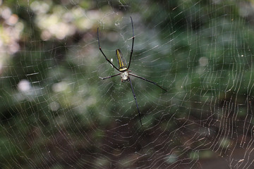 spider on web