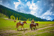 Horses on the Meadow of Gold, Sonamarg, Kashmir