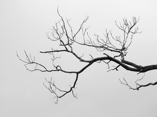 Canvas Print - black and white dry branch of tree with gray sky background