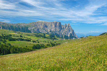 Wall Mural - flowering alp meadow with mountains in background