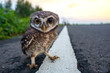 Eagle Owl/An eagle owl on blurred background.