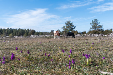 Blossom purple orchids and grazing cattle