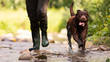 Chocolate-colored Labrador Retriever dog hunting with his master walking on the river