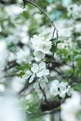 spring, flower, tree, blossom, nature, white, branch, cherry, flowers, blooming, bloom, plant, apple, season, green, beauty, garden, sky, petal, macro, floral, beautiful, blue, leaf, plum