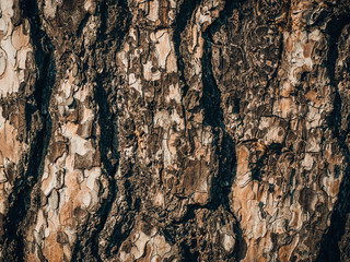 Wooden texture, wallpaper. poplar tree, close-up view.