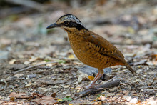 Eared Pitta Bird Is Male With Long White Eyebrows, Fine Black Stripes, Black Mouth Under The Eyes To The Occiput, Black Secondaries Coverts Are Dark Brown, Primary Coverts Are Alternating Brown.