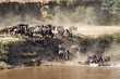 wildebeest migration in serengeti national park tanzania