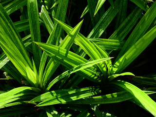 Sticker - fresh green pandan leaf with water drop