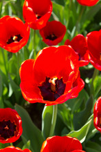 Bright Red Tulips On Flowerbed