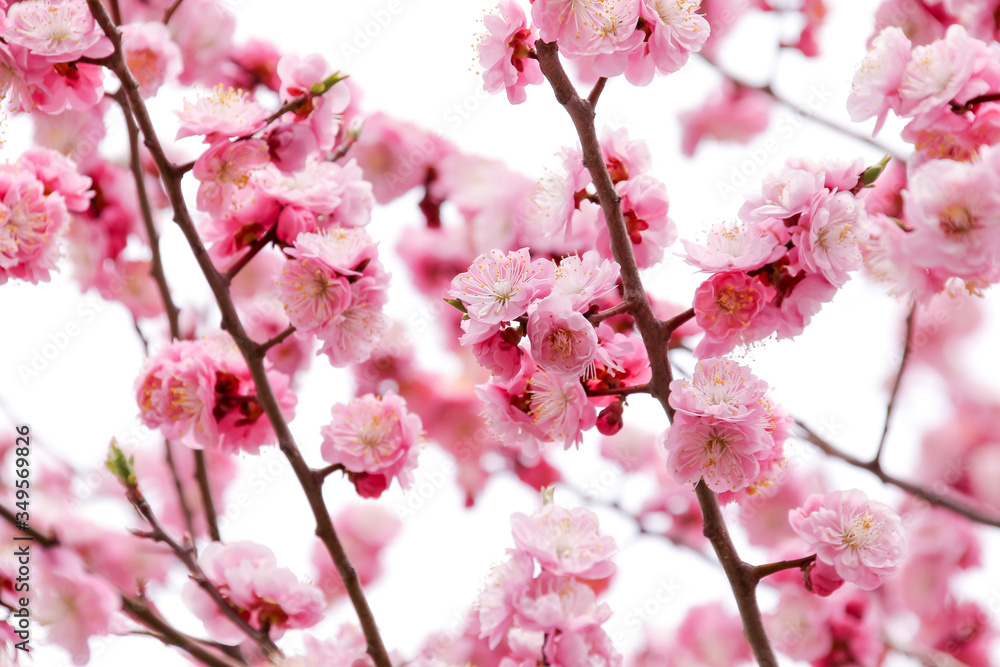Plakat Kwiaty 花 植物 さくら 桜 自然 日本 満開 春 咲く ピンク 樹木 Zamow Fototapete Plakat Obraz Lub Naklejke
