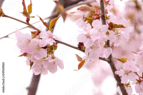 花 植物 さくら 桜 自然 日本 満開 春 咲く ピンク 樹木 Stock Photo Adobe Stock