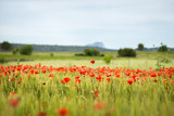 Fototapeta  - field of poppies and blue sky
