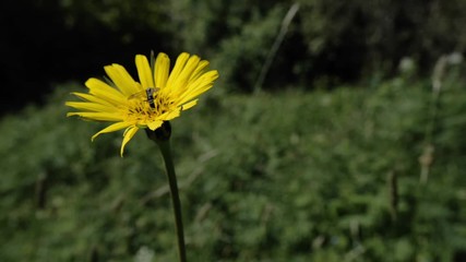 Wall Mural - un insecte butineur se pose sur une fleur jaune