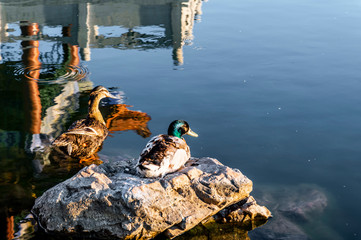 Wall Mural - Swimming in the duck lake in Changchun Friendship Park, China