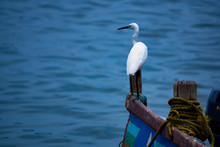 The Eastern Egret Standing On The Boat
