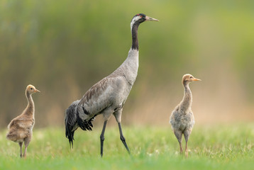 Wall Mural - Common grane ( Grus grus ) mom with babies