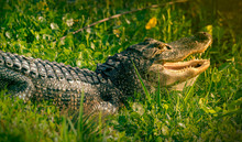 Close Up Of An Alligator