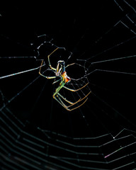 spider on web