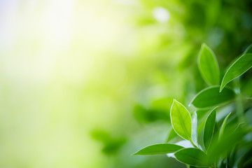 Wall Mural - Amazing nature view of green leaf on blurred greenery background in garden and sunlight with copy space using as background natural green plants landscape, ecology, fresh wallpaper concept.