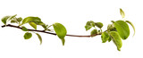 Fototapeta  - Apple tree branch with leaves on an isolated white background, closeup. Young sprouts of a fruit tree, isolate