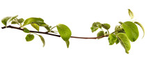 Apple Tree Branch With Leaves On An Isolated White Background, Closeup. Young Sprouts Of A Fruit Tree, Isolate