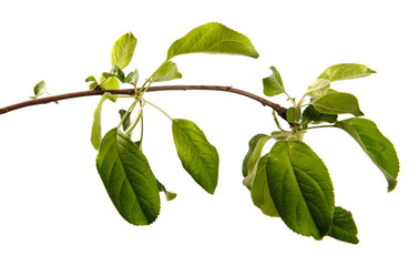 Wall Mural - Apple tree branch on an isolated white background, close-up. Fruit tree sprout with green leaves