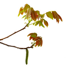 Wall Mural - walnut branch on an isolated white background, closeup. Sprout with walnut leaves