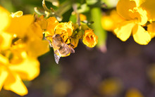 Close Up Of Bee On Yellow Flower