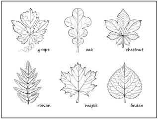 Wall Mural - Set of black and white illustrations with different leaves for coloring book. Worksheet for children and adults. Print of herbarium for kids school textbook. Hand-drawn vector. Page for encyclopedia.