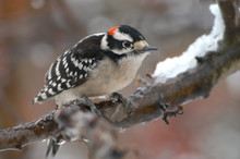 Downy Woodpecker (Picoides Pubescens) In Snowstorm;  Maryland
