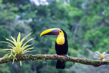 Swainson-Tukan (Ramphastos Swainsonii) Sitting On A Branch In The Rainforest, Laguna Del Lagarto, Costa Rica. 