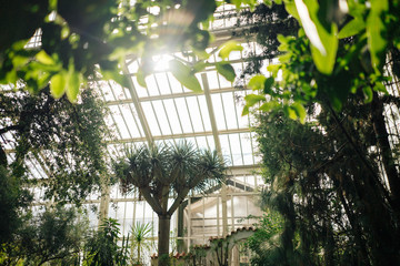photo of trees in a glass house garden