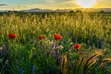 poppy flowers in a field meadow with sunset in the background