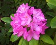 Kwiat rododendron kwiat, flora , kwitnienie